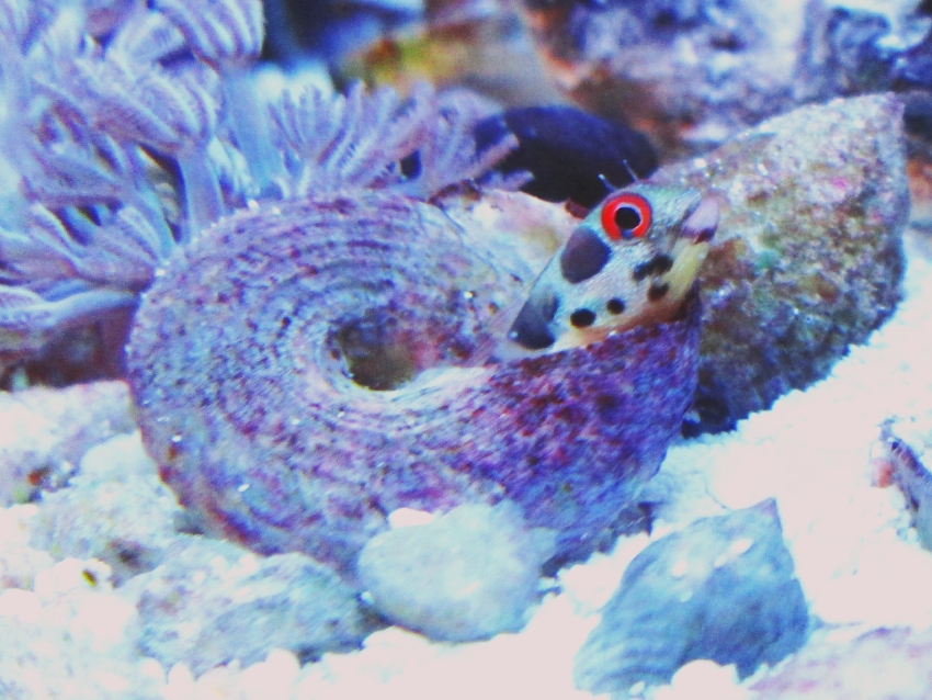 Acanthemblemaria macrospilus (Tube Blenny, Mexican Barnacle Blenny)